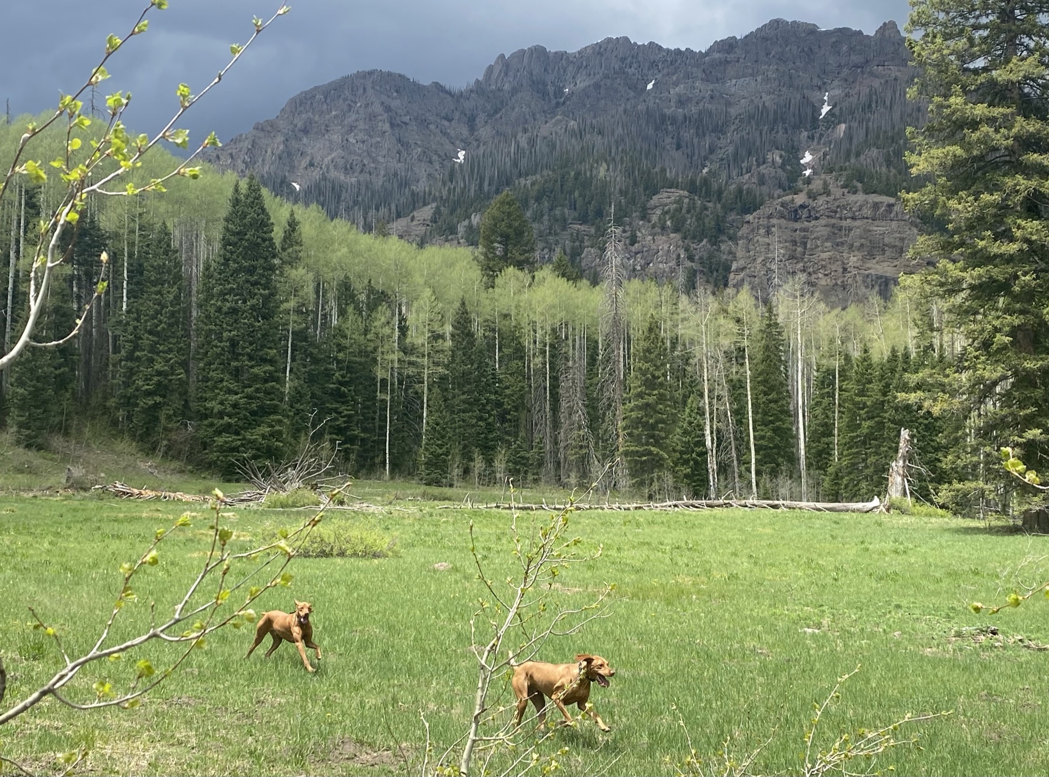 Turkey Creek Trail Hike My Pagosa Springs